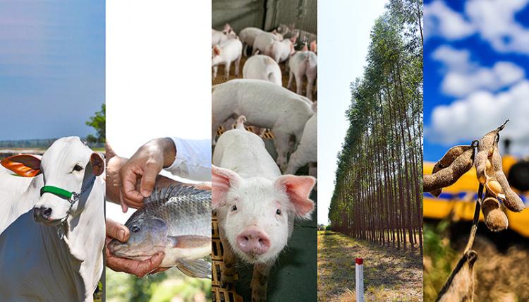 47 anos de Mato Grosso do Sul: o que mudou no cenário do agro com a divisão dos estados