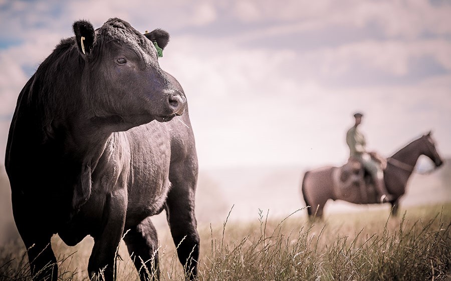 Nova plataforma reúne dados da cadeia produtiva da carne bovina