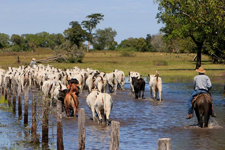Prestes a completar um ano, Lei do Pantanal reforça medidas legais para a produção agropecuária