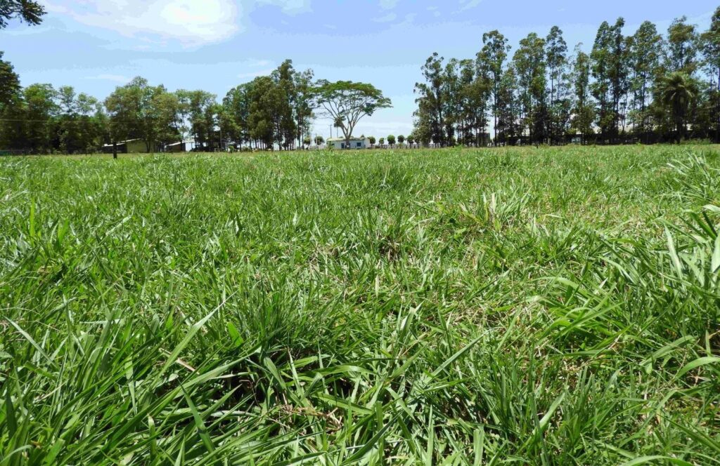 Embrapa apresenta sistema que recupera pastos degradados e contribui com a pecuária