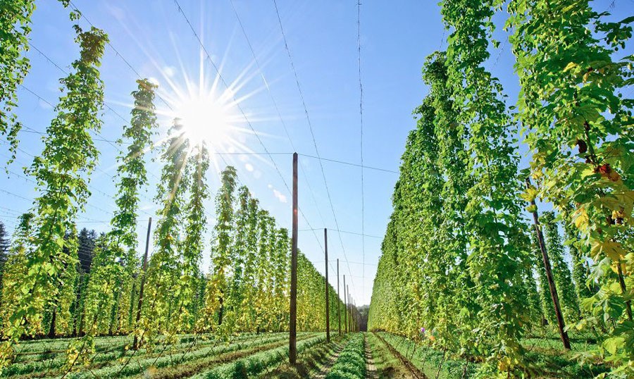 Embrapa oferece curso gratuito sobre produção de lúpulo