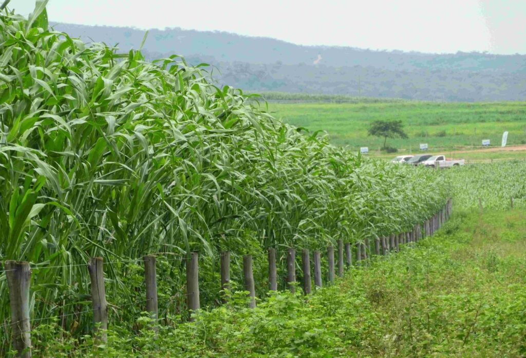 Sistema Diamantino: tecnologia para renovação de pastagens degradadas