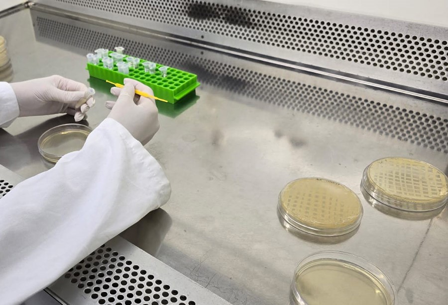 Estudo comprova viabilidade econômica de biofábrica da bactéria benéfica Bt