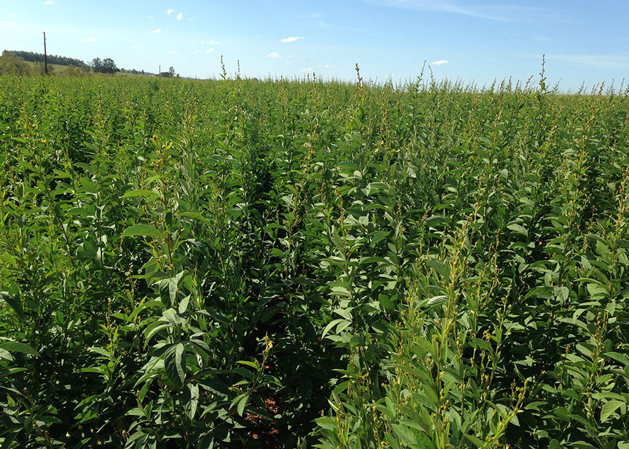 Unidades da Embrapa se preparam para Dinapec