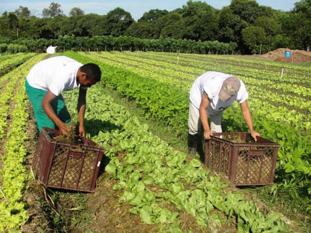 Redes de agricultores familiares fortalecem sistemas orgânicos no Brasil e na Espanha