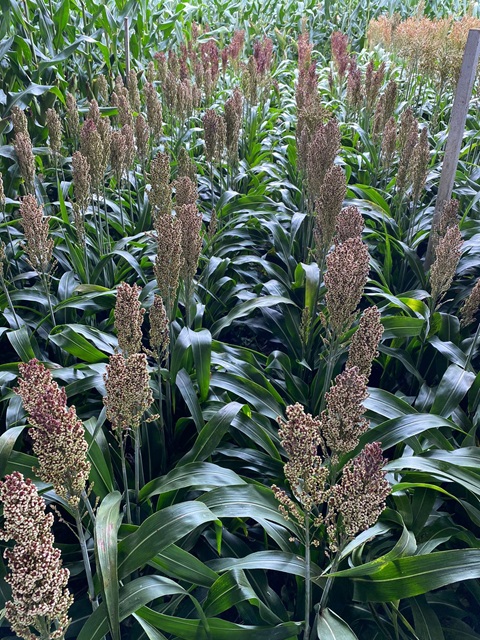 Sistema de produção de sorgo granífero é assunto de palestra no Vale do Araguaia