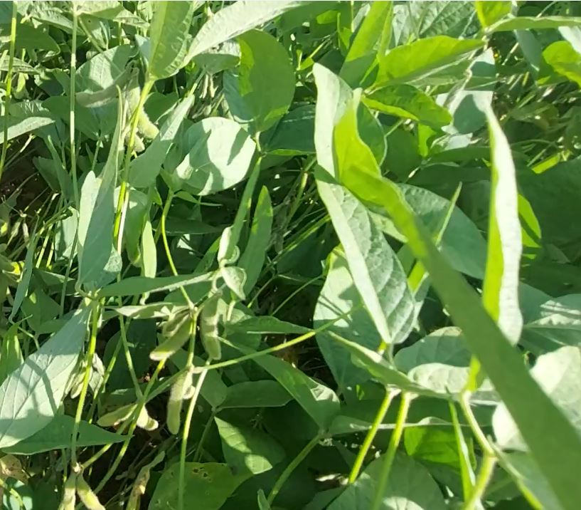 Produtor deve adotar práticas agrícolas para minimizar adversidades climáticas