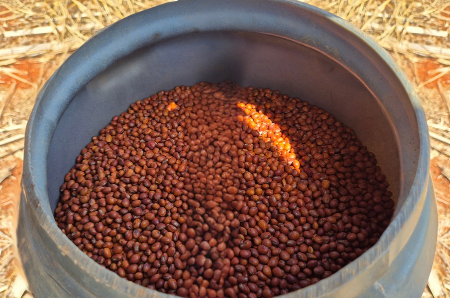 Na Dinapec, Embrapa apresenta guandu que combate nematoides com baixo custo e sustentabilidade