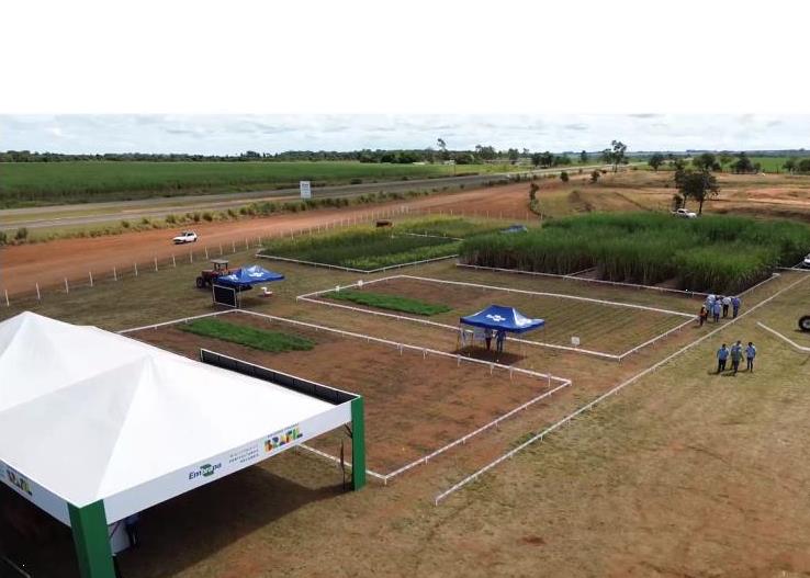 CanaMS celebra 10 anos com edição especial na Expocanas 2025