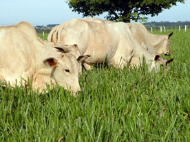 A pecuária como parte da solução é tema do Fórum pré-COP 30