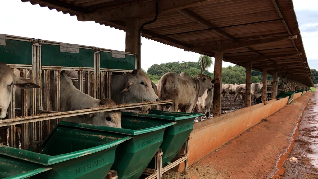 Prova de Avaliação de Desempenho da raça Nelore começa em março