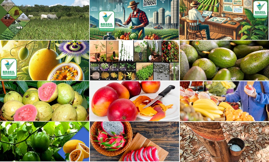 Conheça os 12 cursos on-line gratuitos ofertados pela Embrapa Cerrados no e-Campo