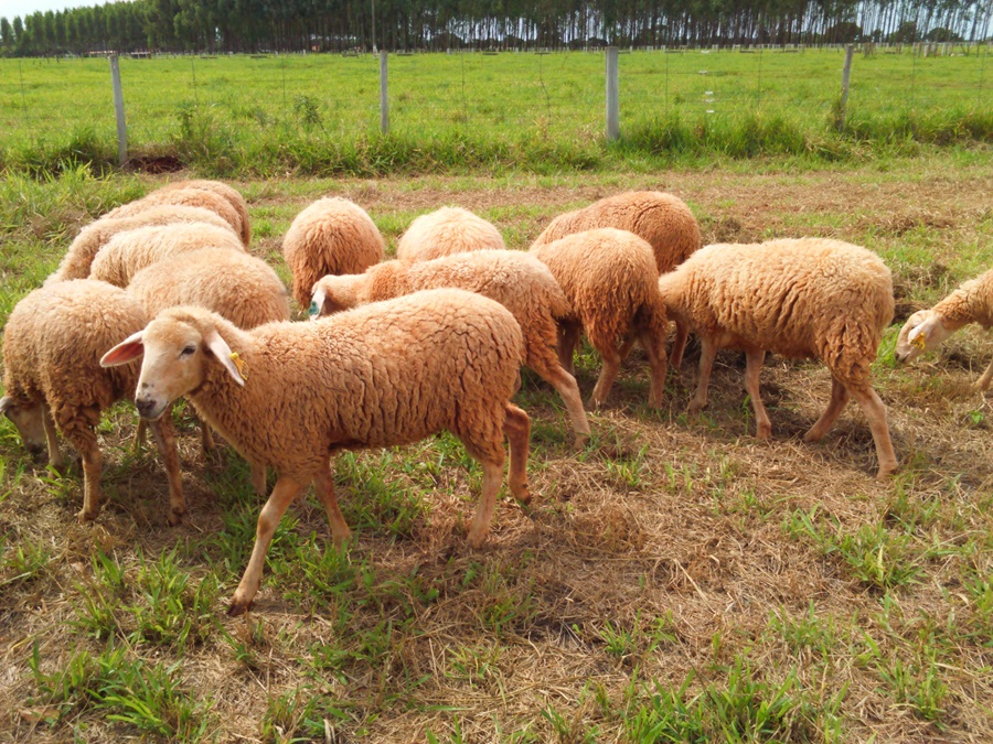 Espaço para ovinocultura na Dinapec 2025 terá interações com pesquisa e extensão rural