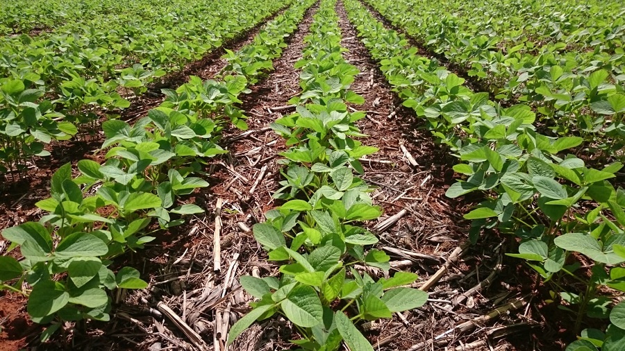 Embrapa Cerrados: há 50 anos contribuindo para a conservação do solo e da água