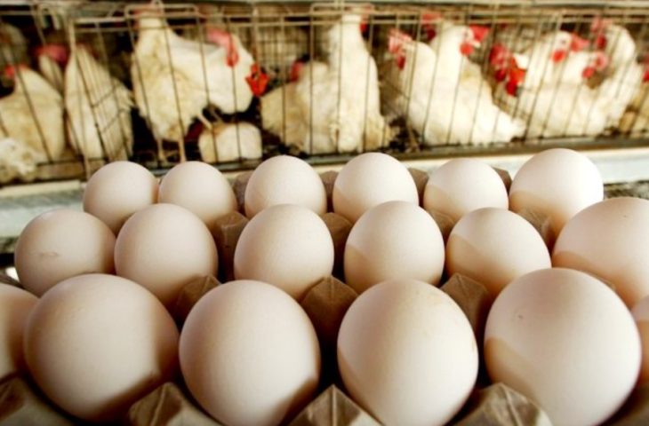 Com perspectiva de aumentar produção, volume das exportações de ovos de MS aos EUA dobra a cada ano