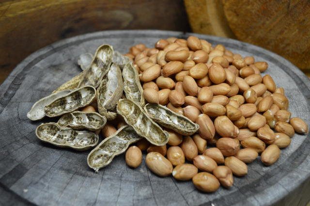 Seminário destaca o potencial da cultura do amendoim para diversificação agrícola em Mato Grosso do Sul
