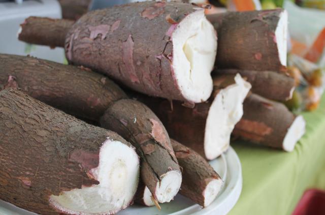 Cultura da Mandioca é tema de Dias de campo no MS