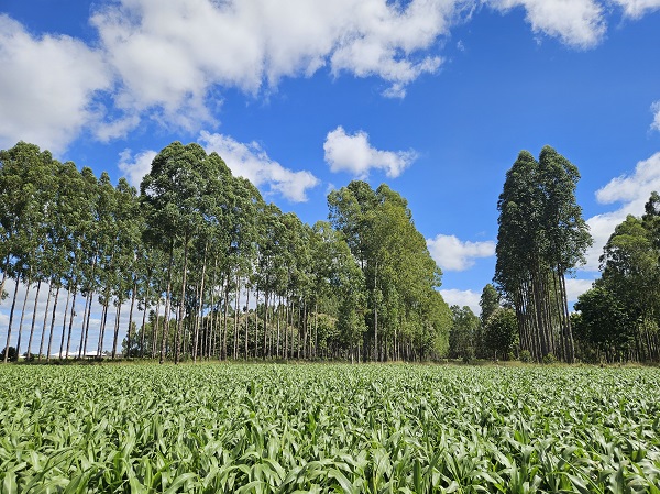 Feira AgroBrasília 2025 destaca Integração Lavoura-Pecuária com foco em sustentabilidade e eficiência no campo