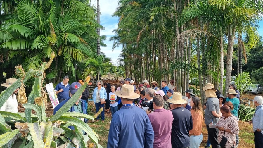 Tecnologia e boas práticas impulsionam cultivo da pitaya no DF
