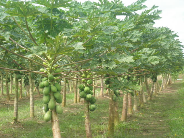 Dia de Campo promove sustentabilidade em comunidade quilombola