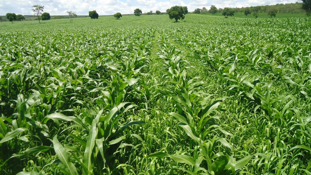 Produtores têm acesso a tecnologias para atender novas demandas do setor agropecuário