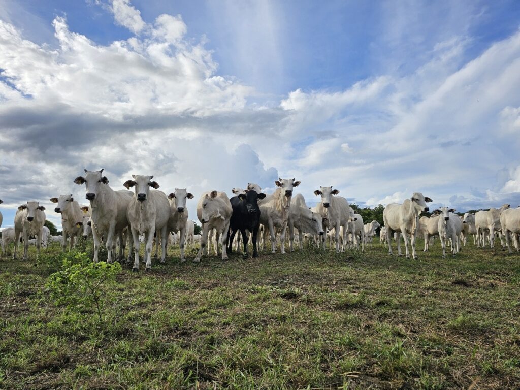 Pantanal sul-mato-grossense terá plano de fortalecimento para todas as cadeias pecuárias