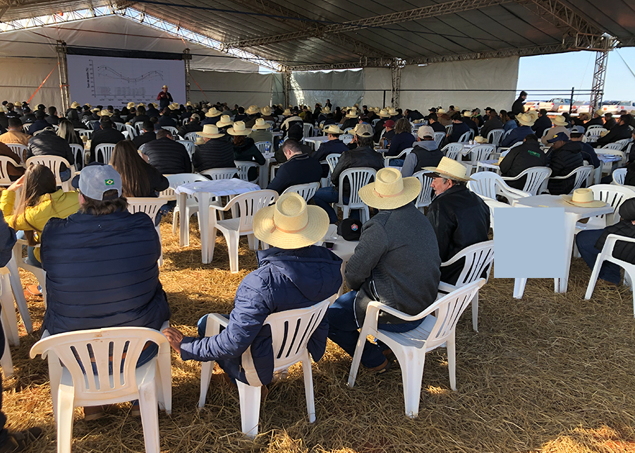 Duas variedades de mandioca para indústria são lançadas em Mato Grosso do Sul