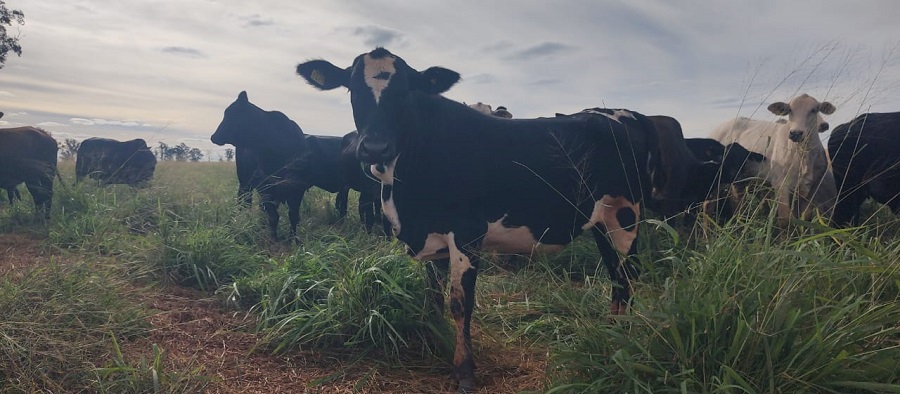 Antecipasto eleva em até 5 arrobas por hectare o ganho de peso de bovinos na entressafra da soja