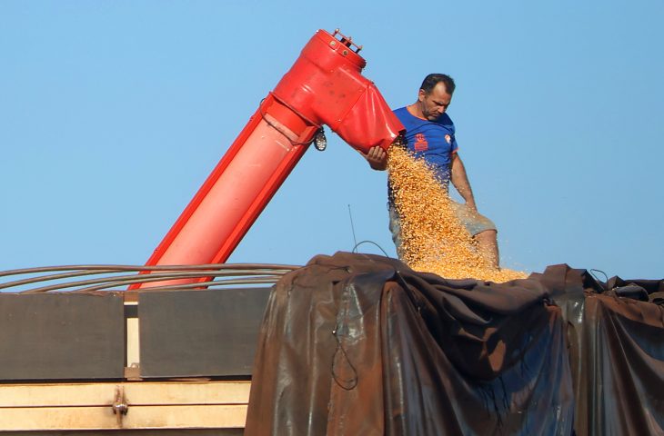 Mato Grosso do Sul bate recorde na produção de milho, superando 14 milhões de toneladas