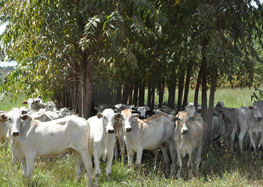 Estudos confirmam viabilidade econômica de sistemas sustentáveis de produção na Amazônia e no Cerrado