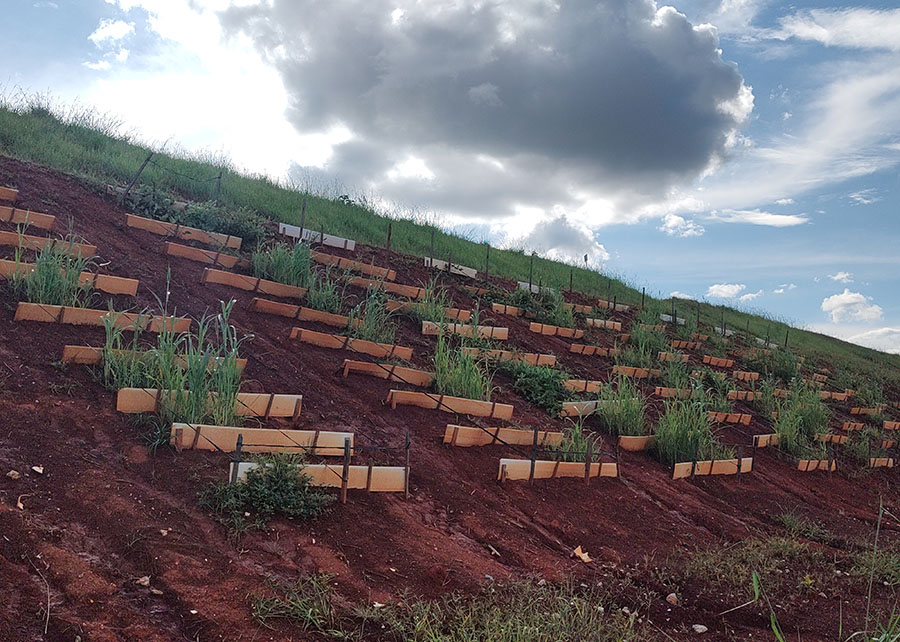 Pesquisa testa plantas nativas do Cerrado para recuperar barragens de mineração de ouro
