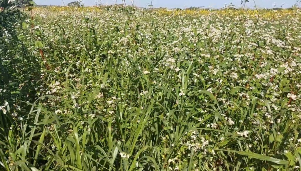 Artigo – Por que as plantas de cobertura são pouco utilizadas?