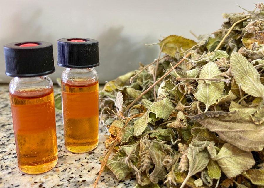 Pesquisa estrutura base tecnológica para produção e uso comercial do alecrim-do-mato