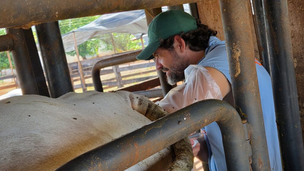 Embrapa e Geneplus investem em produção de embriões de alto valor genético