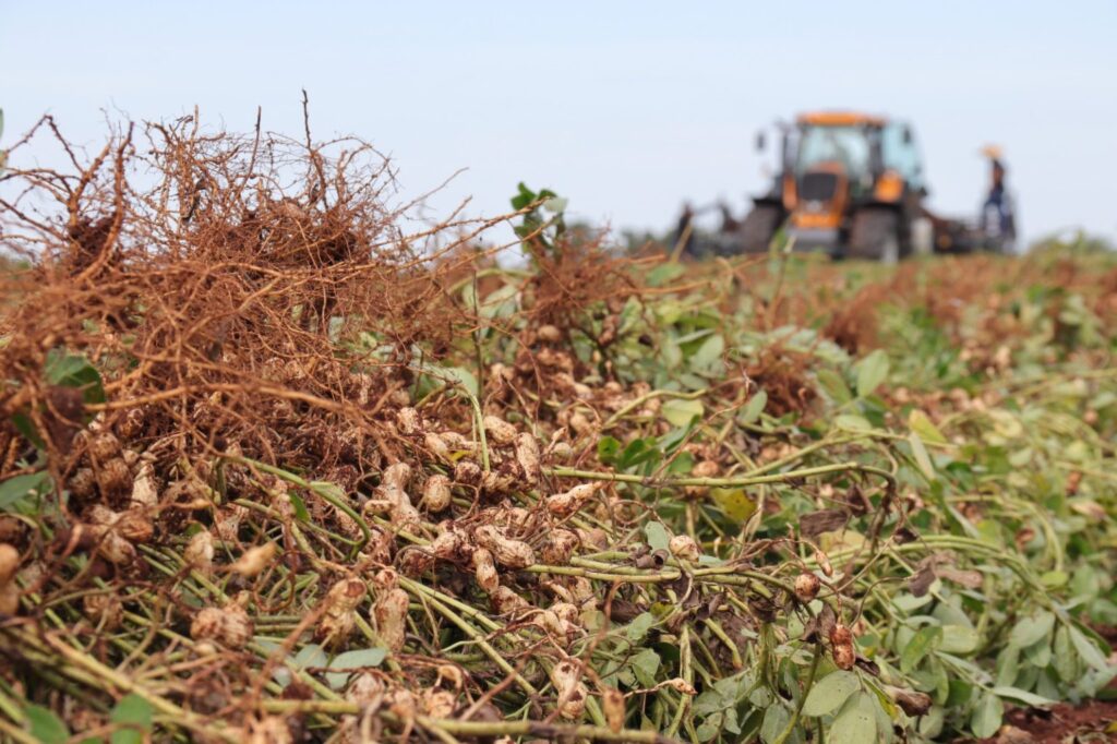 MS consolida cadeia do amendoim com investimento industrial e expansão no campo