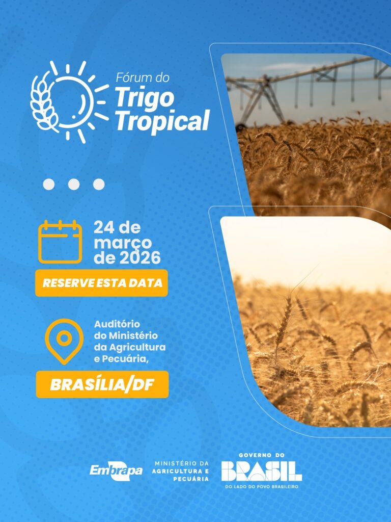 Fórum vai apresentar avanços no trigo tropical