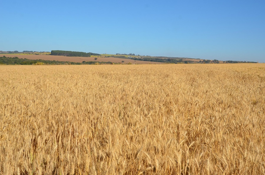 Vai plantar trigo safrinha no Brasil Central? Fique atento às recomendações da pesquisa