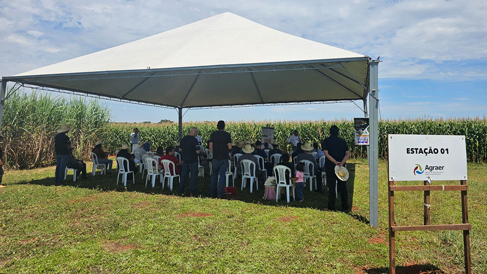 Silagem de milho é ótima alternativa para alimentar o gado no período de estiagem