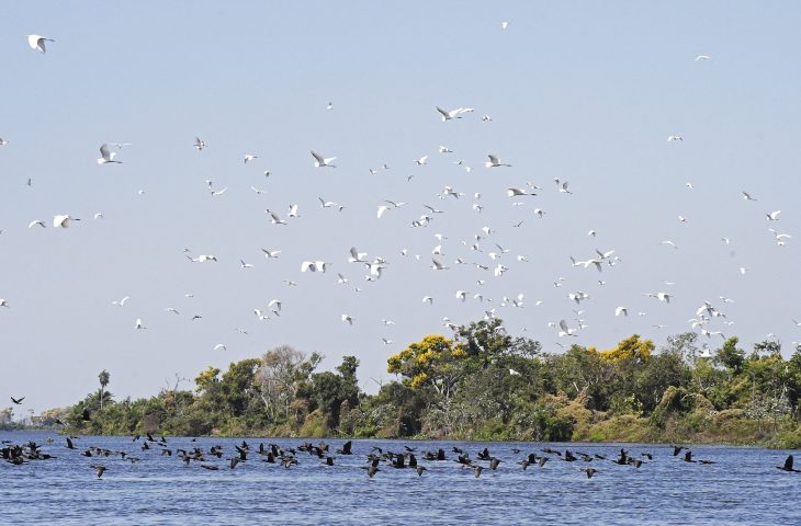 COP15: Pantanal é ponto de parada e alimentação para 190 espécies de aves migratórias do Continente