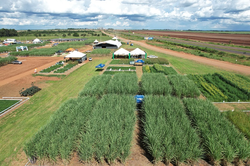 Tecnologias e diversificação de culturas melhoram produção em solos arenosos
