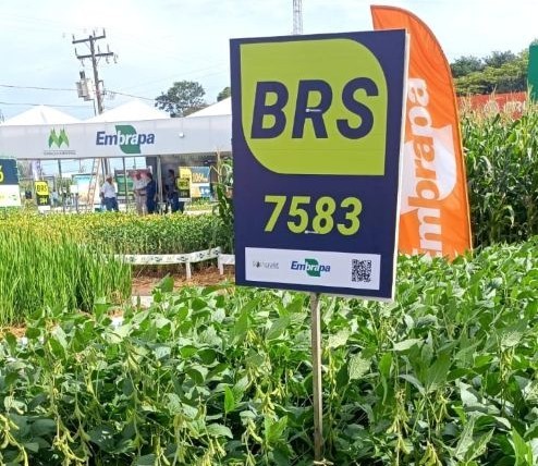 Embrapa Cerrados apresenta cultivares de soja na Tecnoshow Comigo, em Rio Verde (GO)