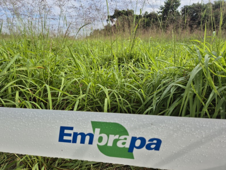 Antecipasto resulta em disponibilidade e qualidade de pasto no inverno