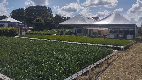 Embrapa terá palestras e eventos técnicos na AgroBrasília 2026