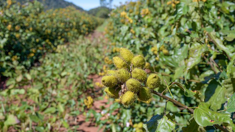 Agricultura familiar impulsiona produção de urucum em Aquidauana