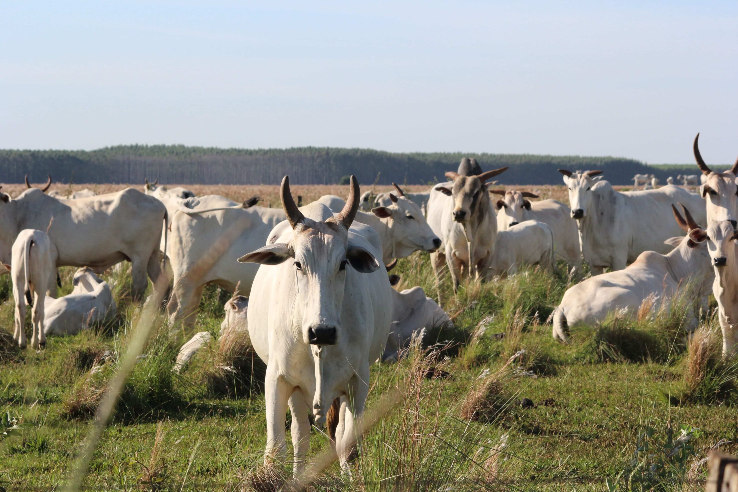 Ministério da Agricultura reconhece o programa BPA Bovinos e Bubalinos de Corte